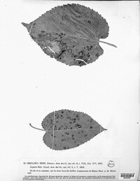 Mycosphaerella mori image